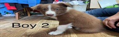 Border Collie 2
