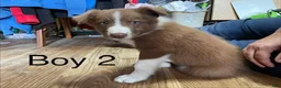 Border Collie dogs for sale: Border Collie 2 - Ad 1