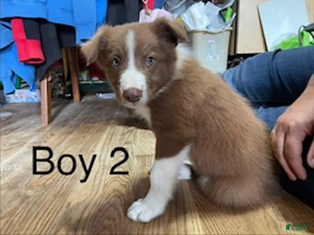 Border Collie dogs for sale: Border Collie 2 - Ad 1