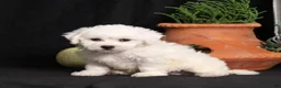 Bichon Frise dogs for sale: Lassie - Ad 3