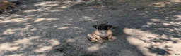 Bullmastiff dogs for sale: Bullmastiff Puppy 3 - Ad 4