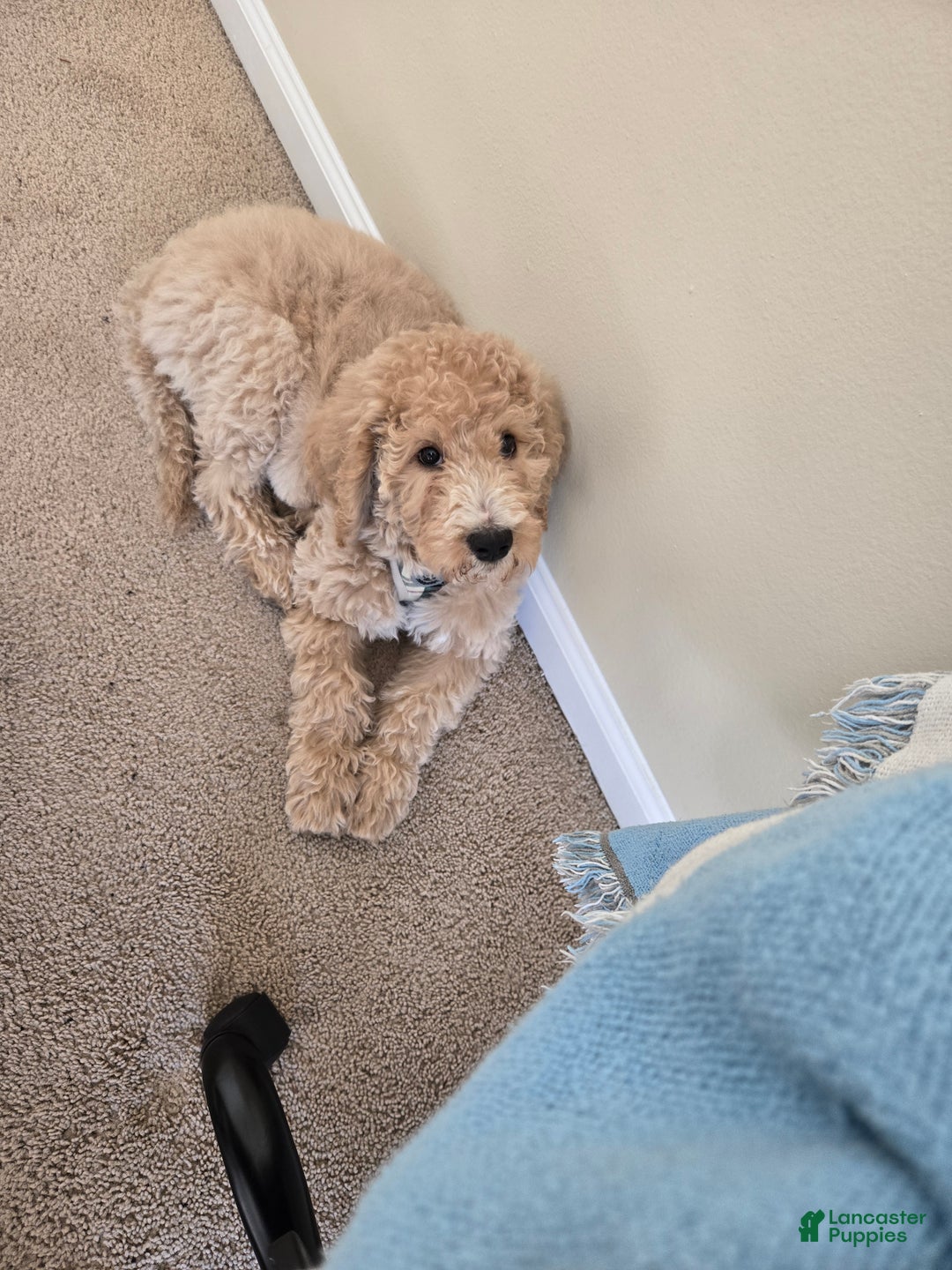Goldendoodle dogs for sale: Goldendoodle Puppy  - Ad 2