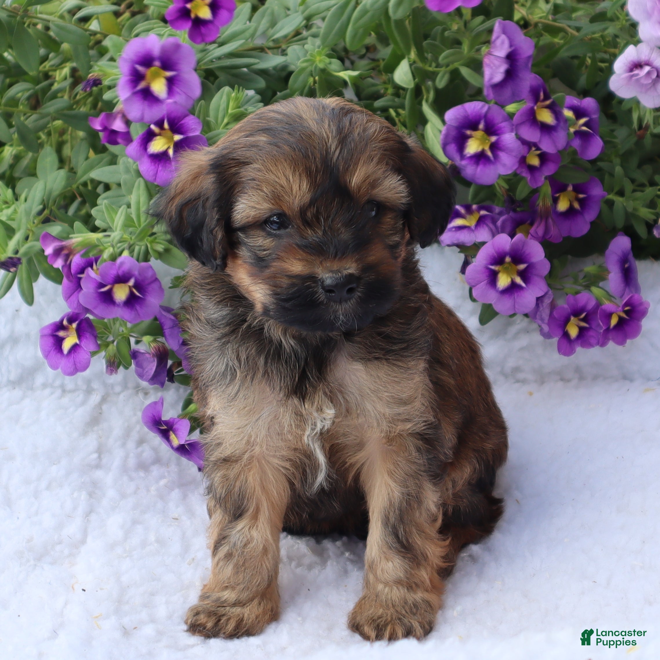 Mini Goldendoodle dogs Charlene - Ad 2