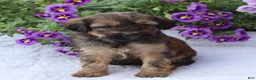 Mini Goldendoodle dogs for sale: Charlene - Ad 2