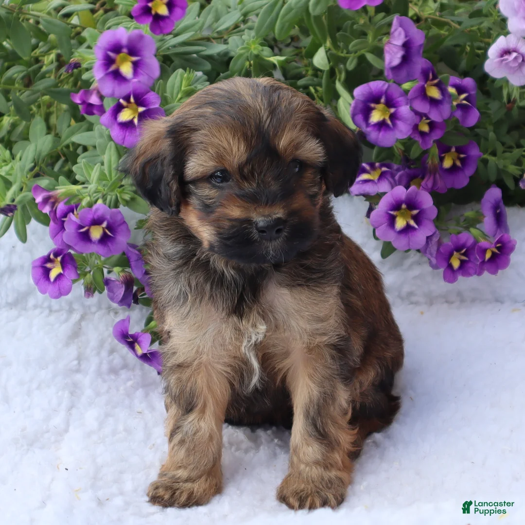 Mini Goldendoodle dogs for sale: Charlene - Ad 2