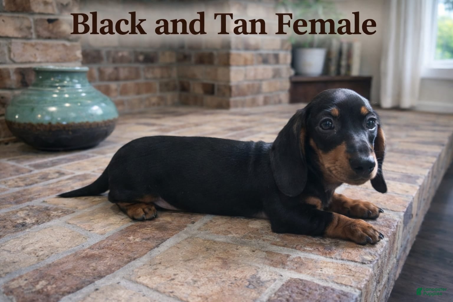 Miniature Dachshund dogs Miniature Dachshund Puppy 4 - Ad 22