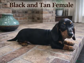 Miniature Dachshund dogs Miniature Dachshund Puppy 4 - Ad 16