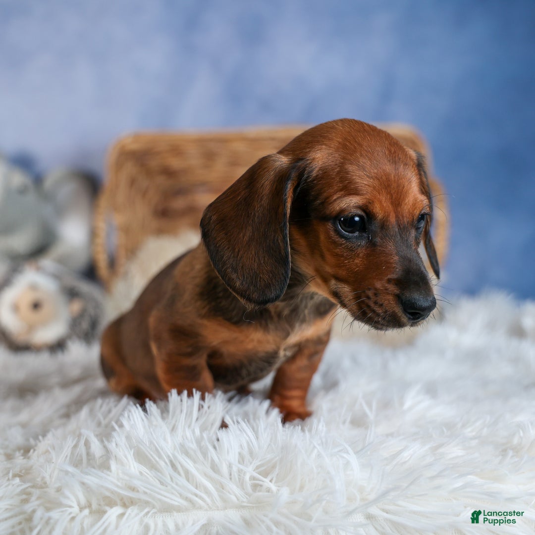 Miniature Dachshund dogs for sale: Cody - Ad 6