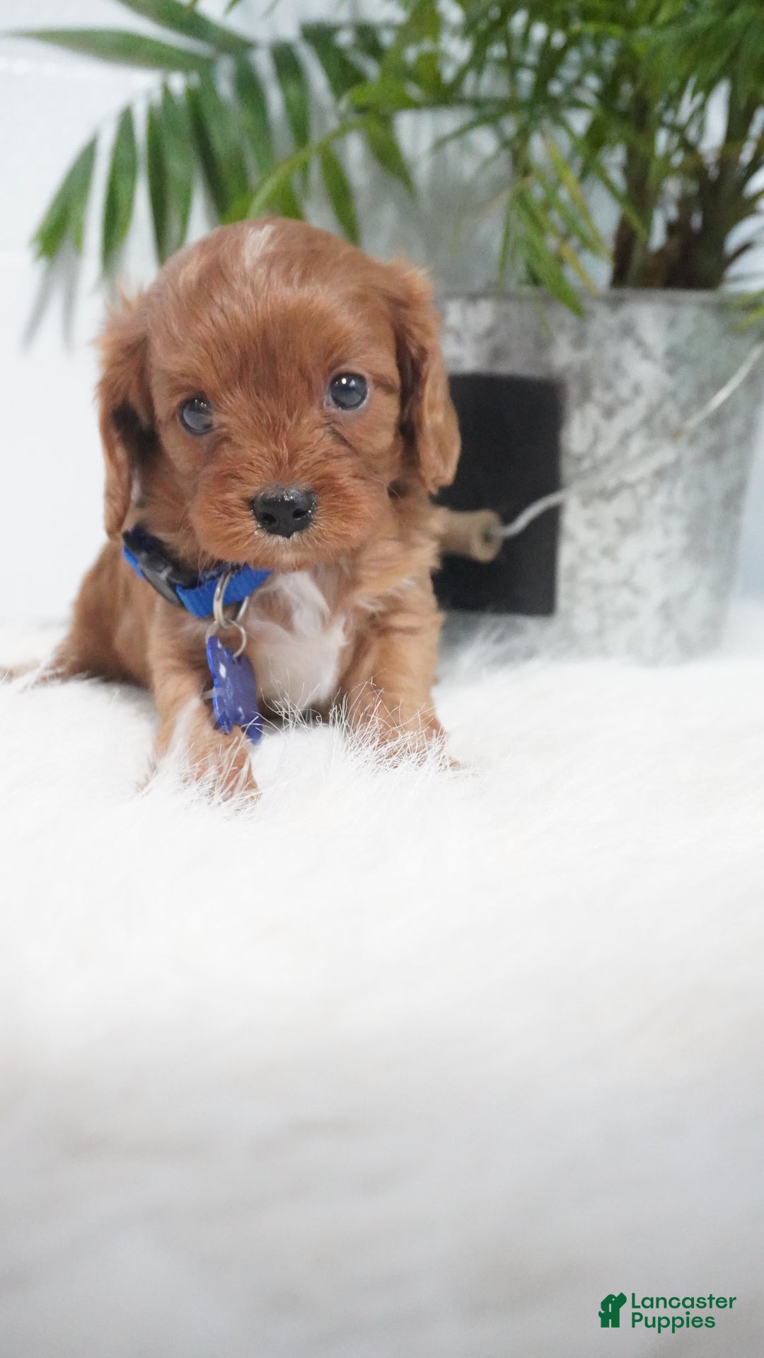 Cavapoo dogs for sale: Beau - Ad 5