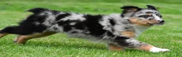 Australian Shepherd dogs for sale: Jody - Ad 7