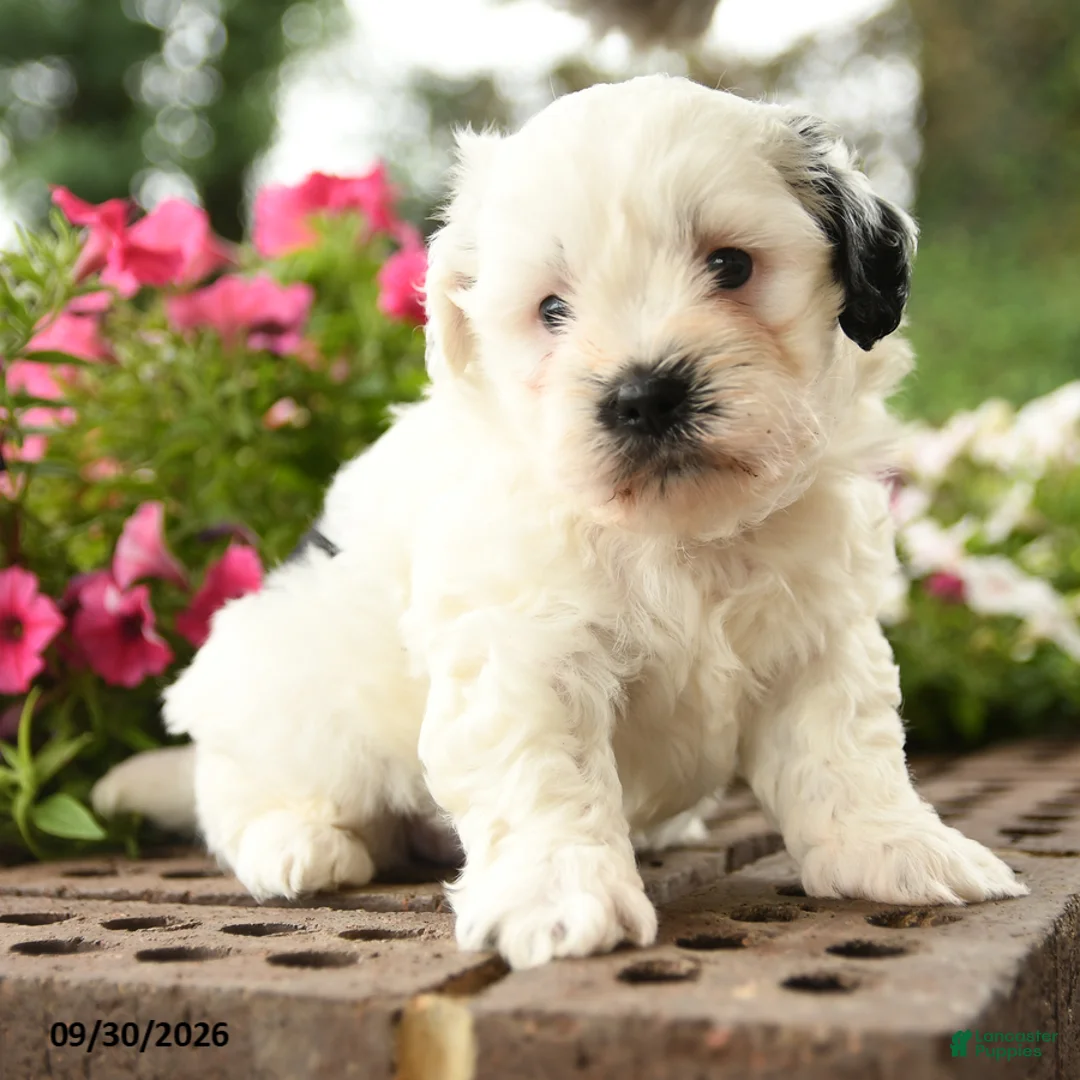 Shihpoo dogs for sale: Jax - Ad 3