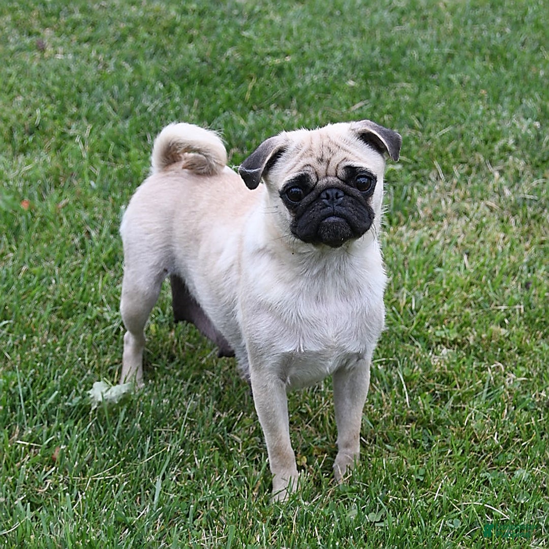 Pug dogs for sale: Mister - Ad 6