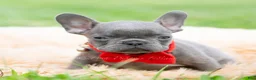 French Bulldog dogs for sale: Gumbo - Ad 5