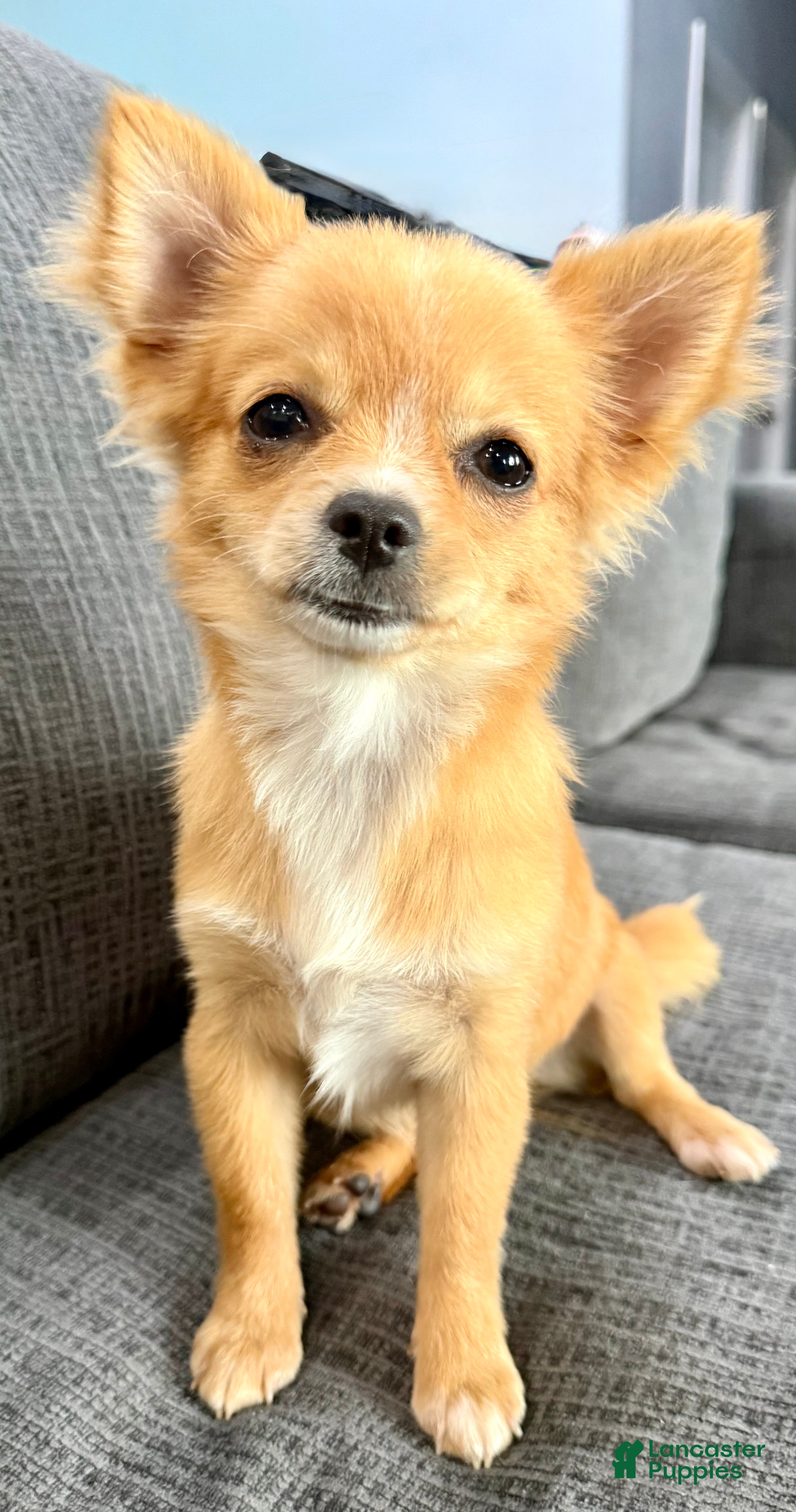 Chihuahua dogs Cream long hair Teacup  - Ad 1