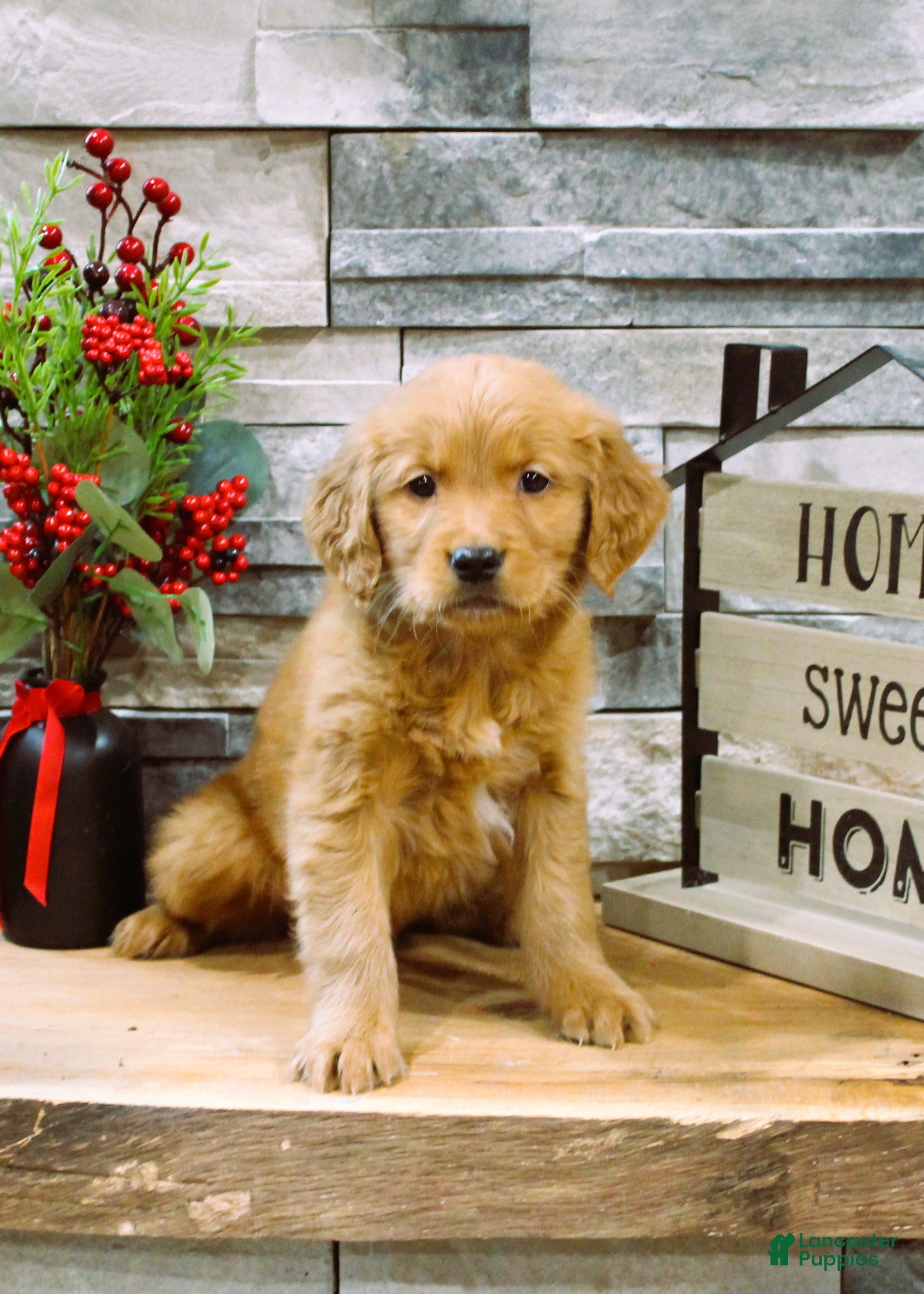 Golden Retriever dogs Golden Retriever Puppy 2 - Ad 2