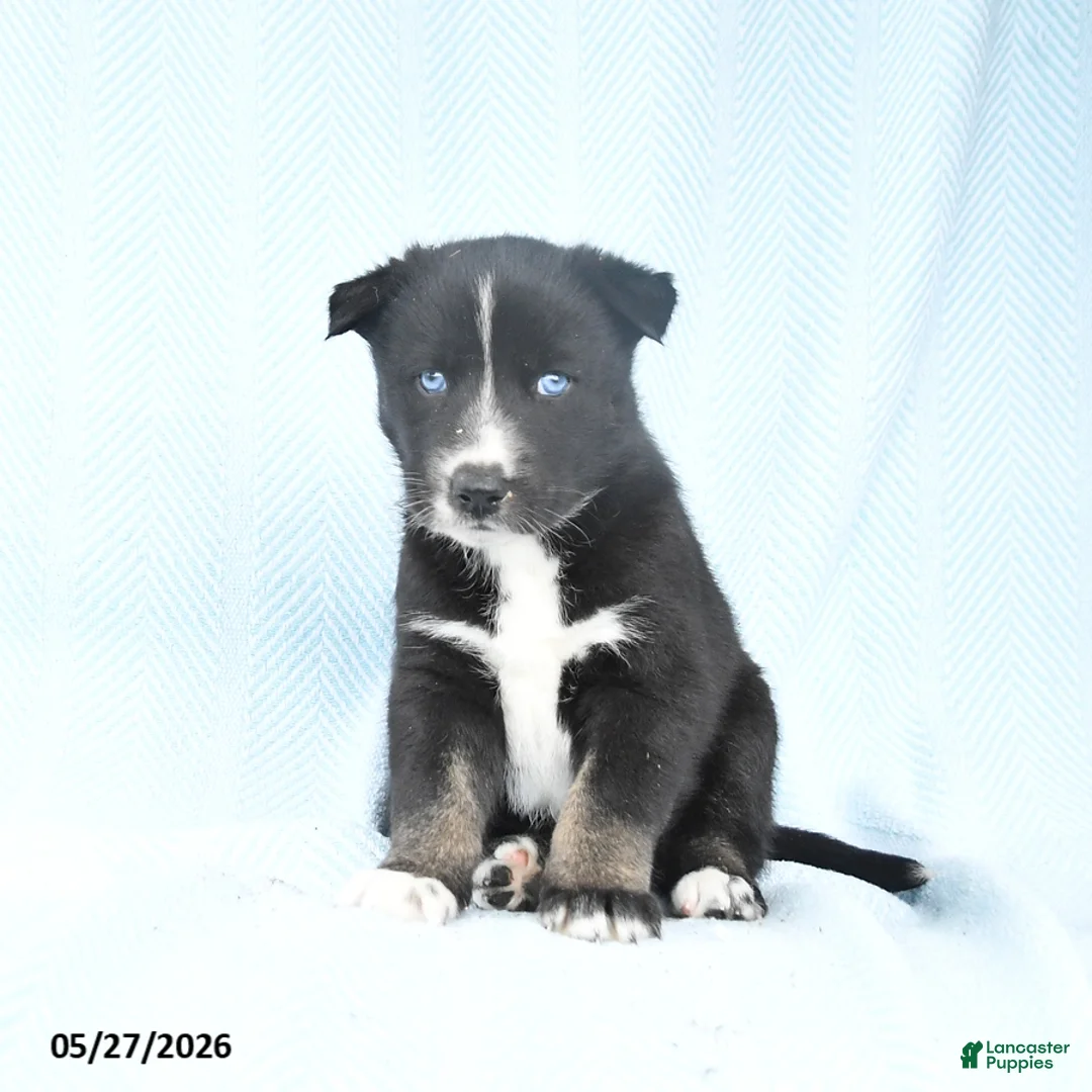 Gerberian Shepsky dogs for sale: Frisky - Ad 2