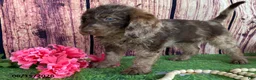 Miniature Labradoodle dogs for sale: Sadie - Ad 4