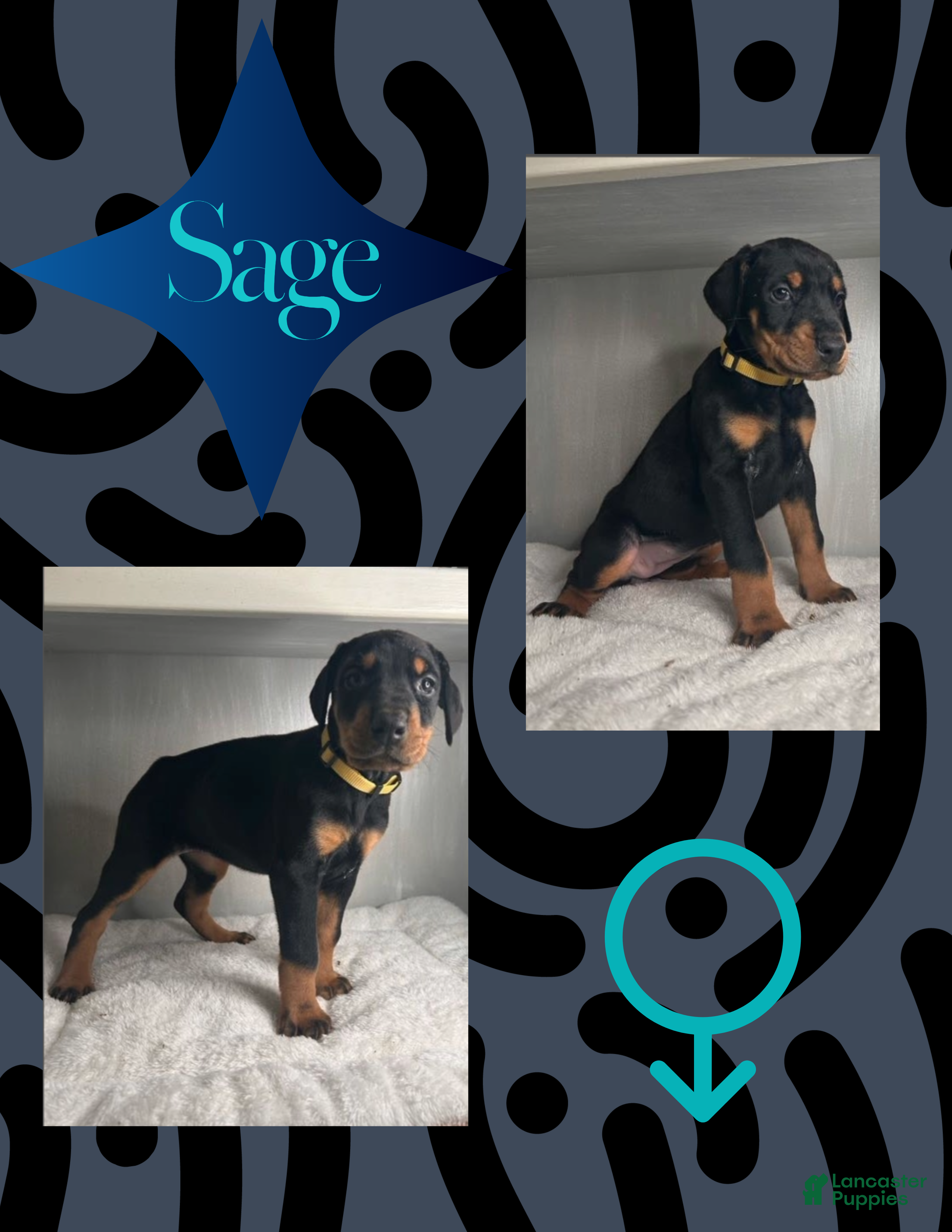 Doberman Pinscher dogs Sage - Ad 4