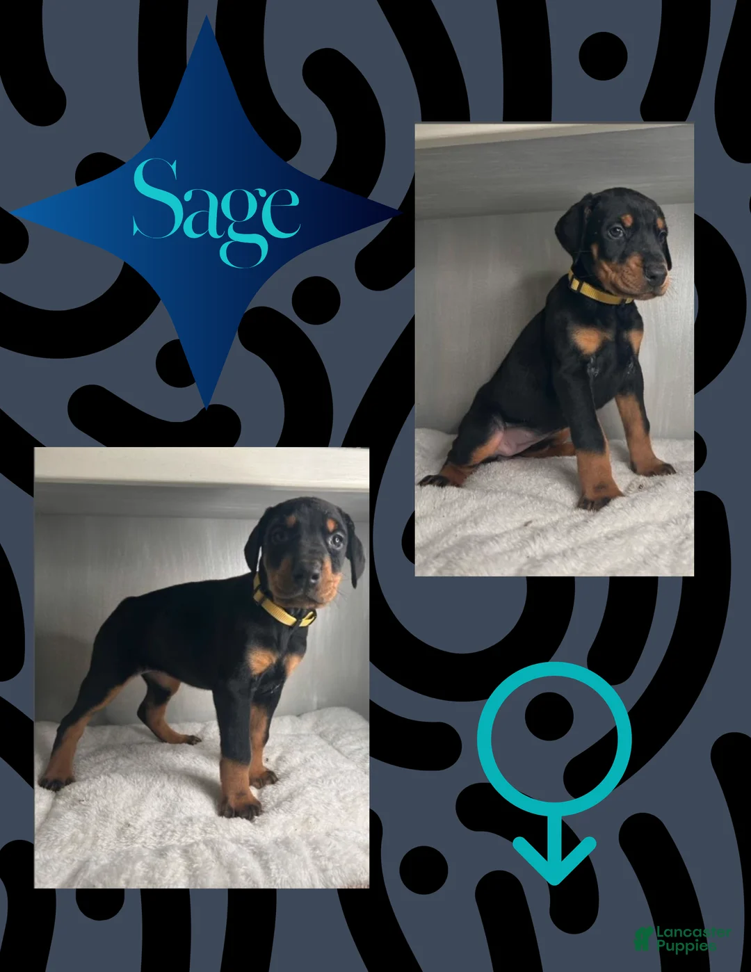Doberman Pinscher dogs for sale: Sage - Ad 1