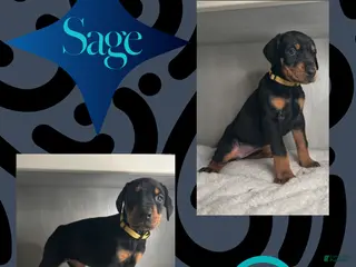 Doberman Pinscher dogs Sage - Ad 4