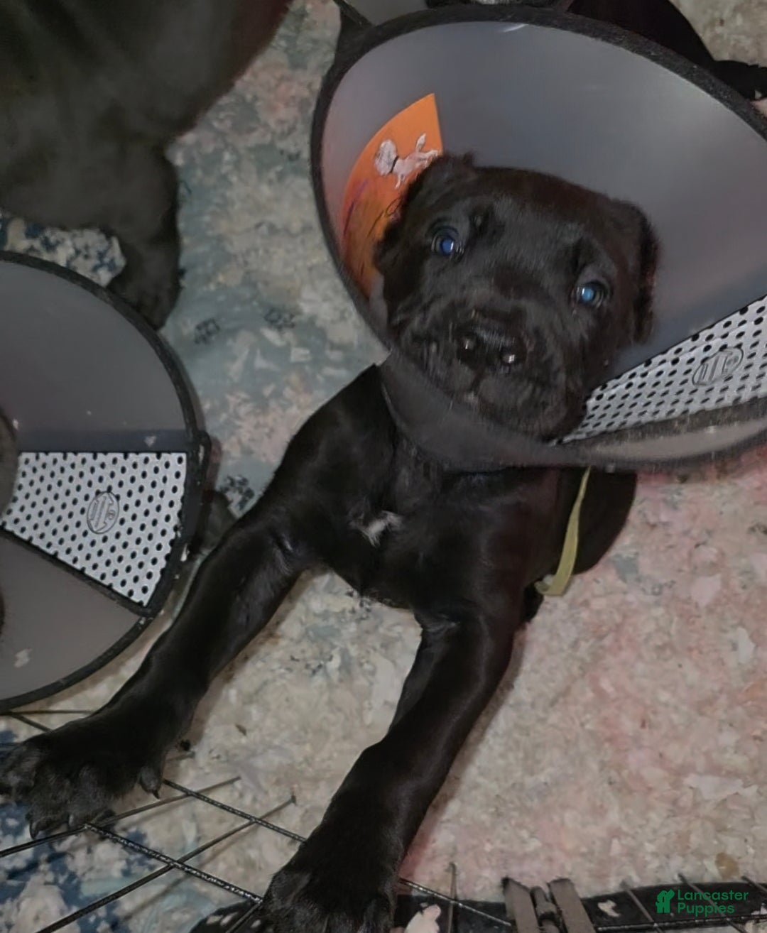 Cane Corso dogs for sale: Rocko (green collar) - Ad 3