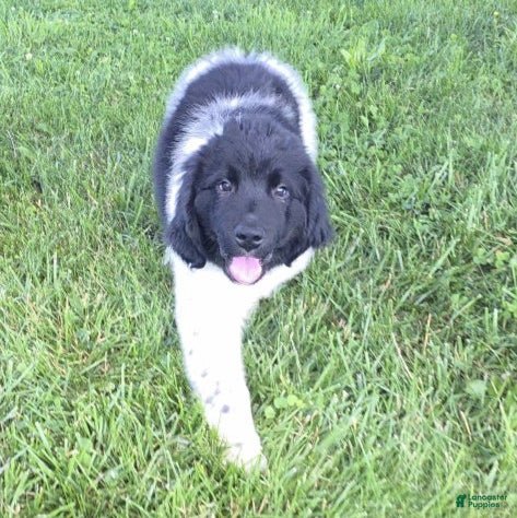 Newfoundland dogs Scarlett - Ad 2