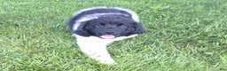 Newfoundland dogs for sale: Scarlett - Ad 2