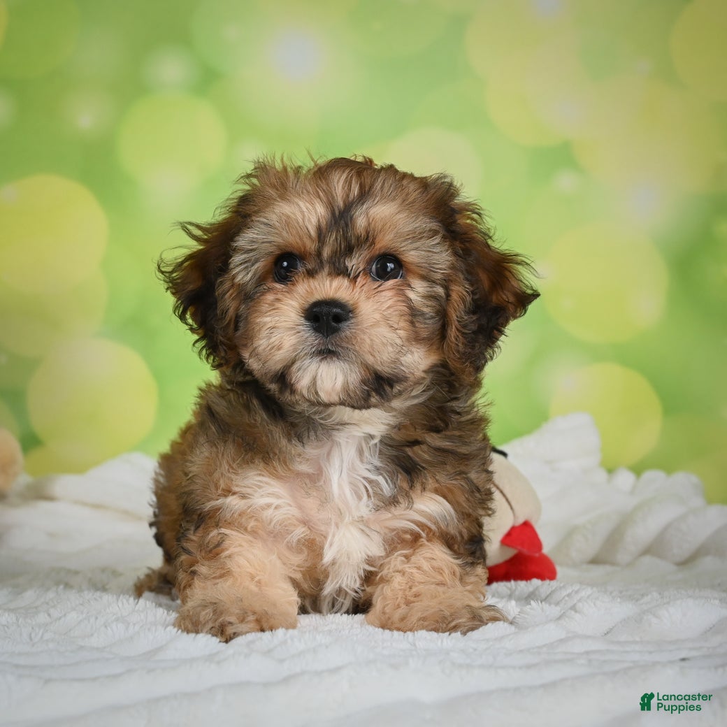 Cavachon dogs Jackson - Ad 1