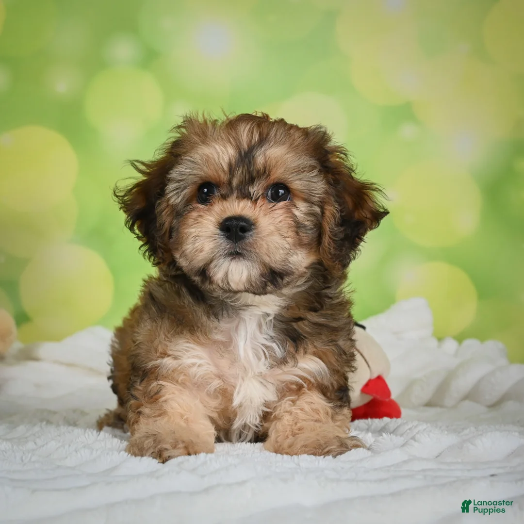 Cavachon dogs for sale: Jackson - Ad 1