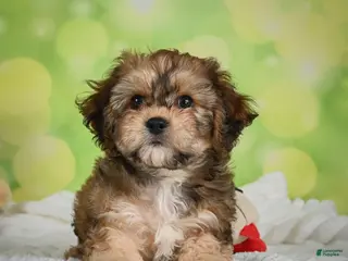 Cavachon dogs for sale: Jackson - Ad 1