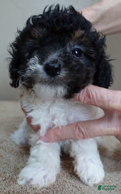 Toy Poodle dogs male sale 1 - Ad 17