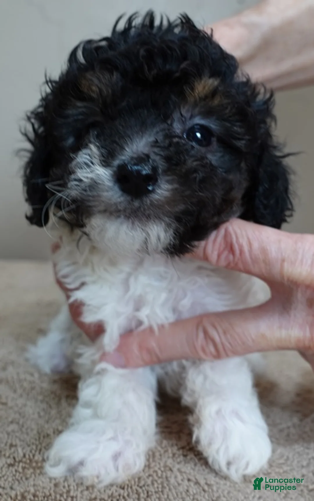 Toy Poodle dogs for sale: male sale 1 - Ad 1