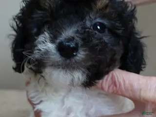Toy Poodle dogs male sale 1 - Ad 17