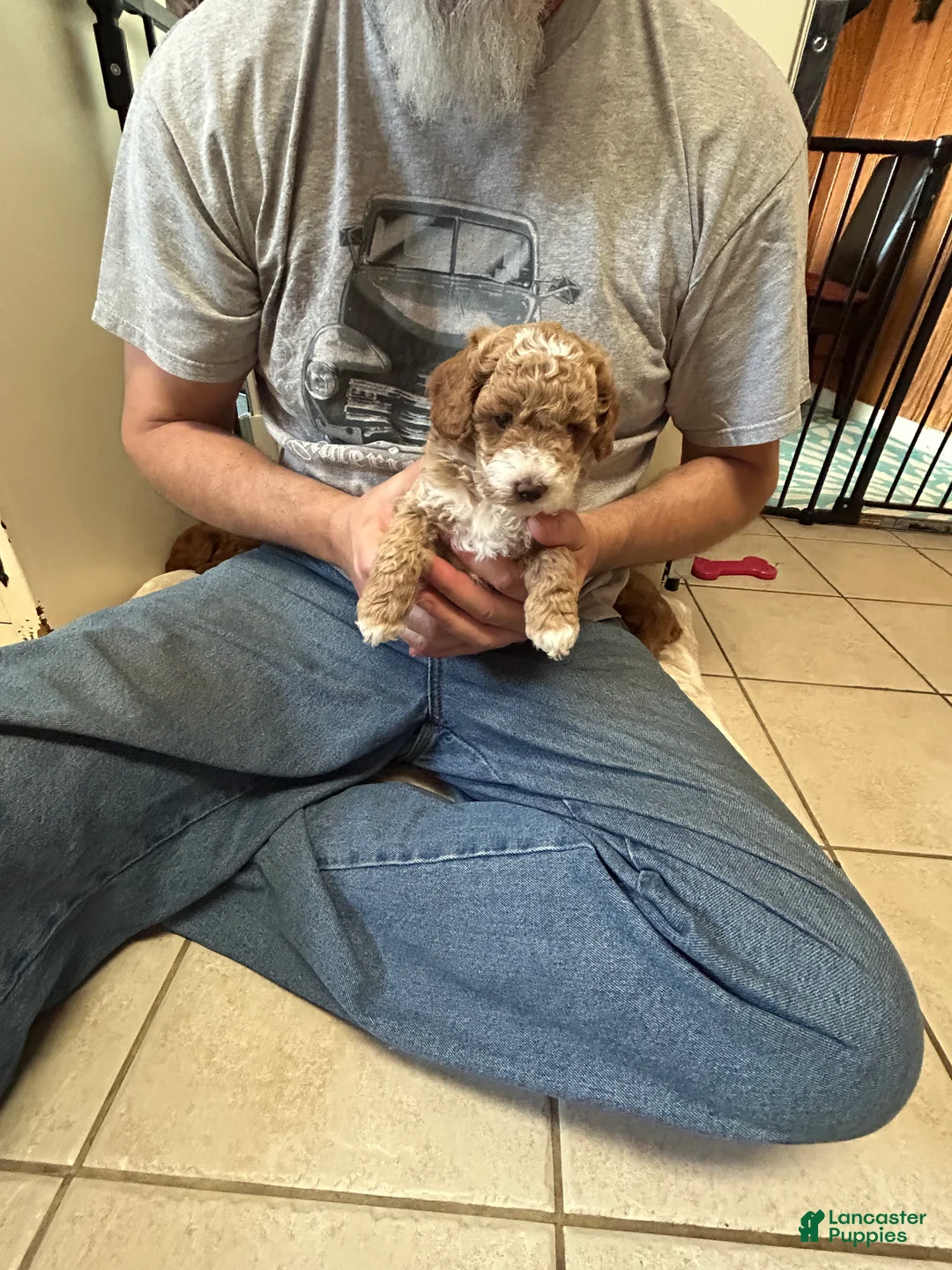 Mini Goldendoodle dogs for sale: Petite Valentina Mini Goldendoodle Puppy 3 - Ad 2