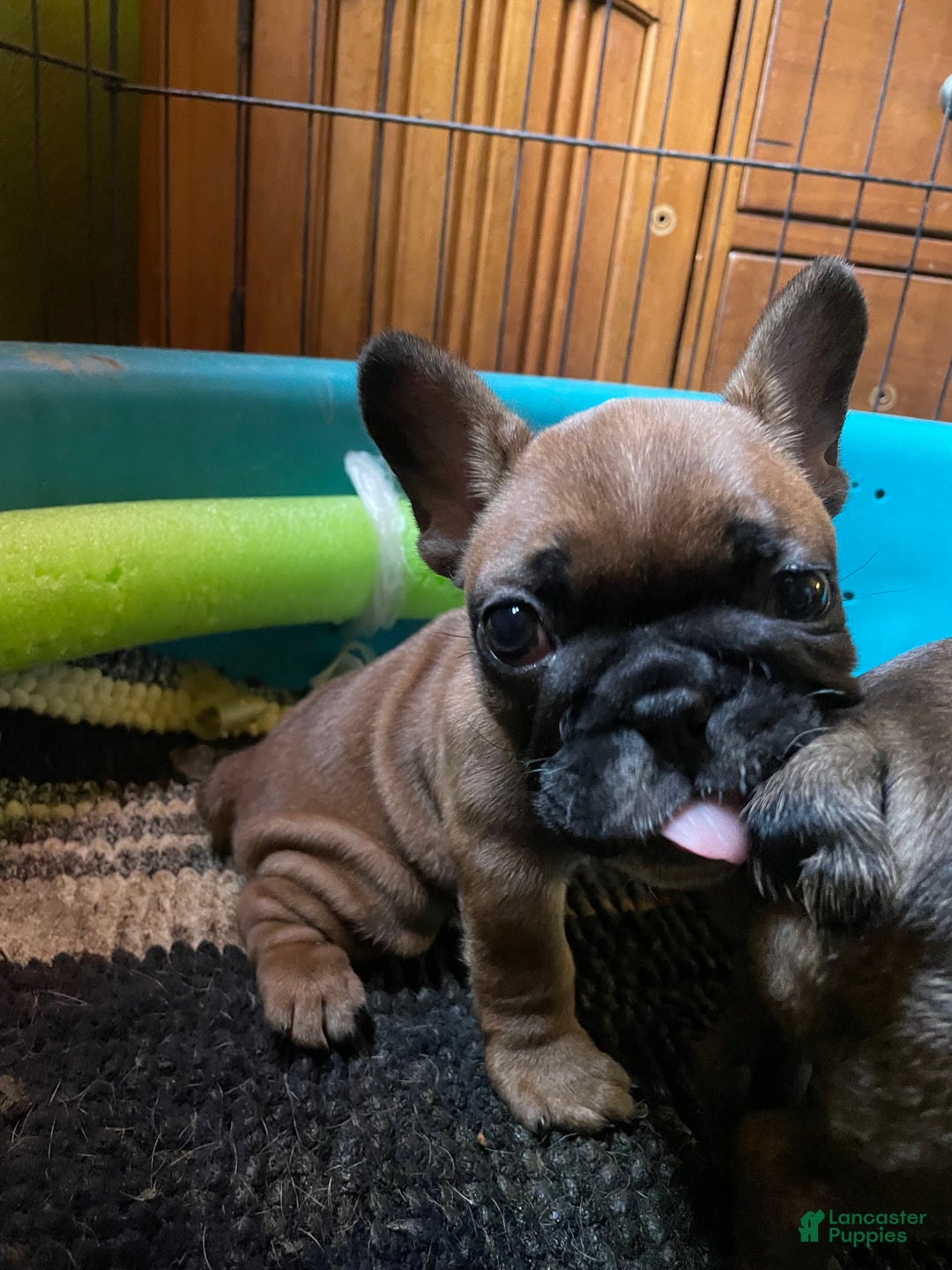 French Bulldog dogs for sale: chase  - Ad 5
