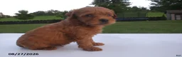 Yorkiepoo dogs for sale: George - Ad 1