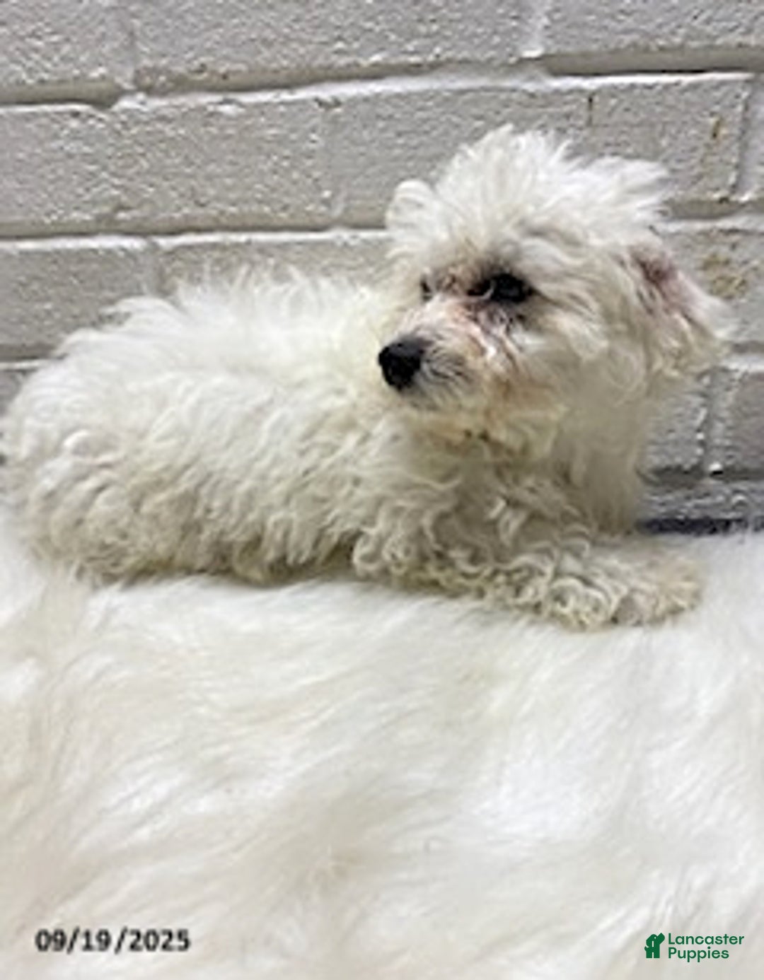 Bichon Frise dogs for sale: Randy - Ad 15