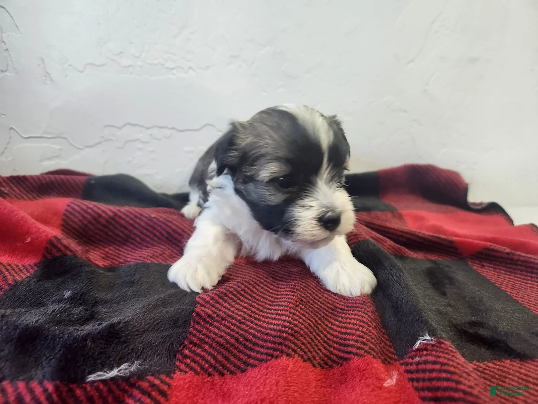 Havanese dogs for sale: WENDELL - Ad 1