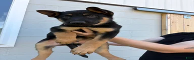 Ryder