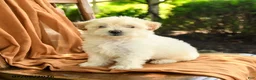 Mixed Breed dogs for sale: Grace - Ad 1