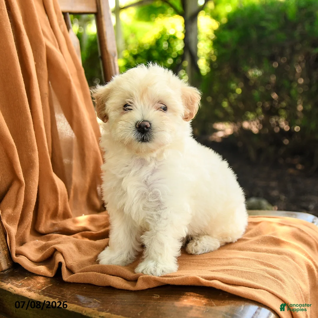 Mixed Breed dogs for sale: Grace - Ad 1