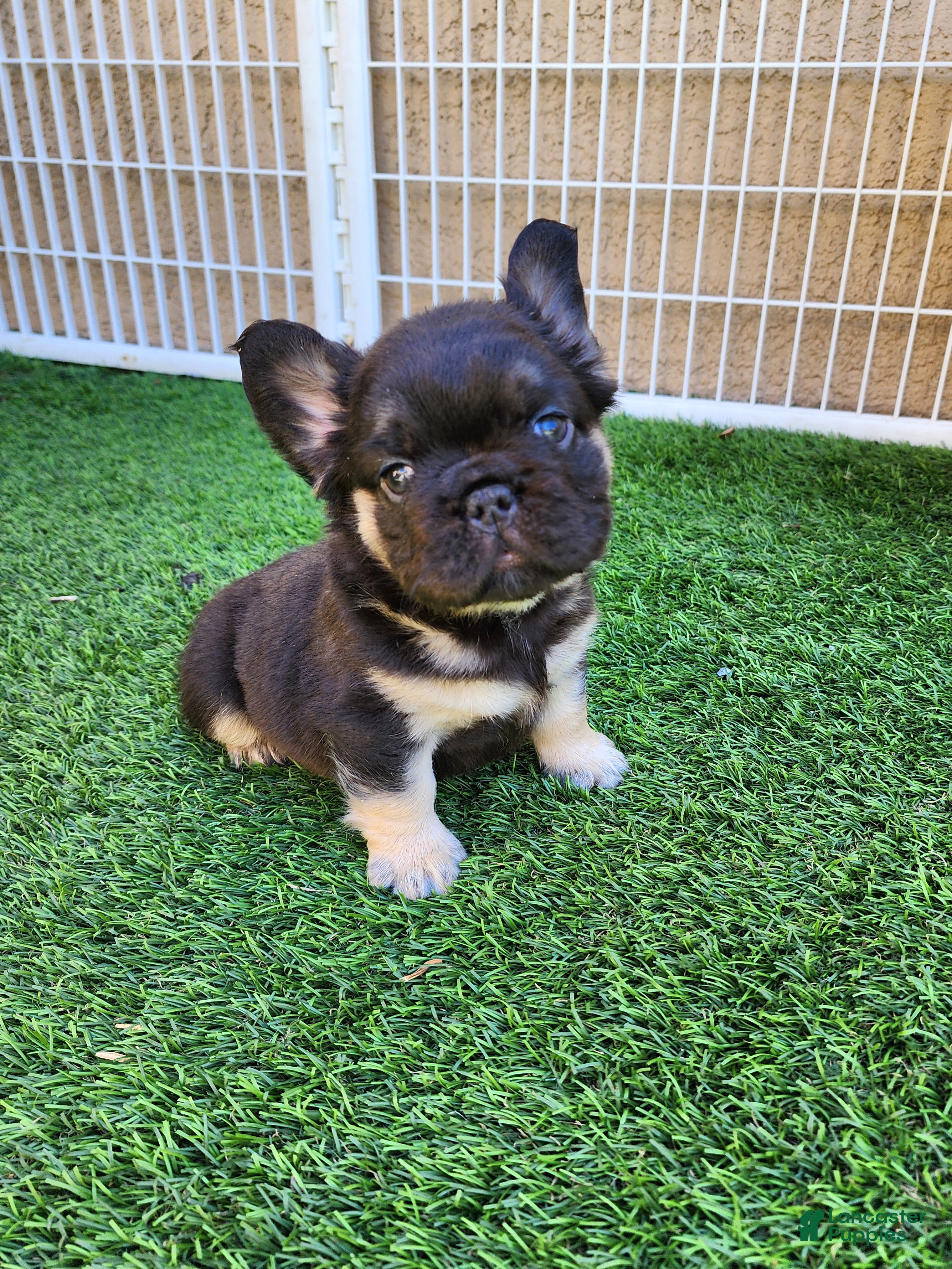 French Bulldog dogs Teddy Bear - Ad 1