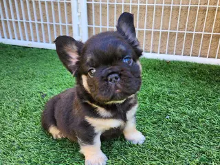French Bulldog dogs for sale: Teddy Bear - Ad 1
