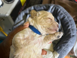 Mixed Breed dogs - Ad 23