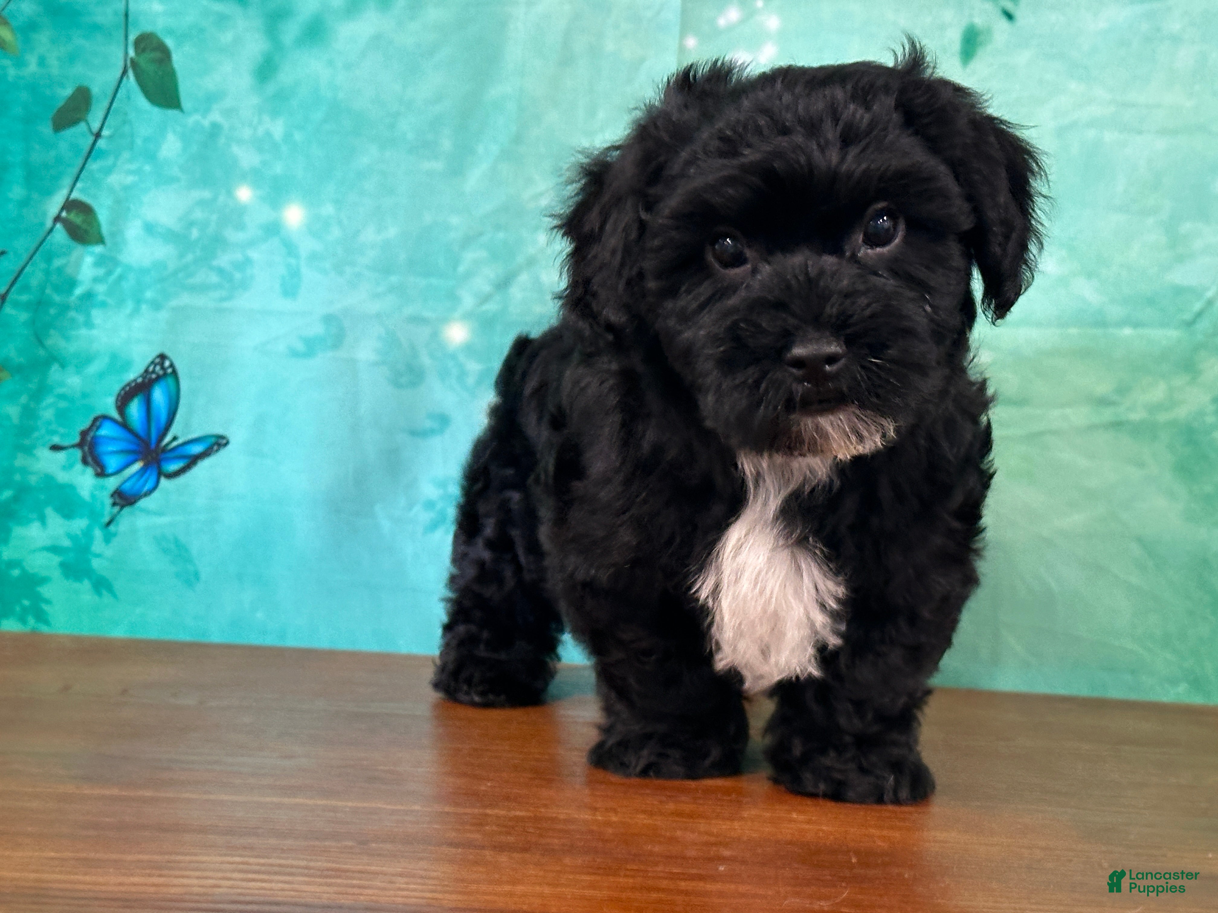 Yochon dogs Archie - Ad 1