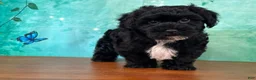 Yochon dogs for sale: Archie - Ad 1