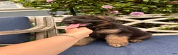 German Shepherd dogs for sale: Jasper - Ad 10