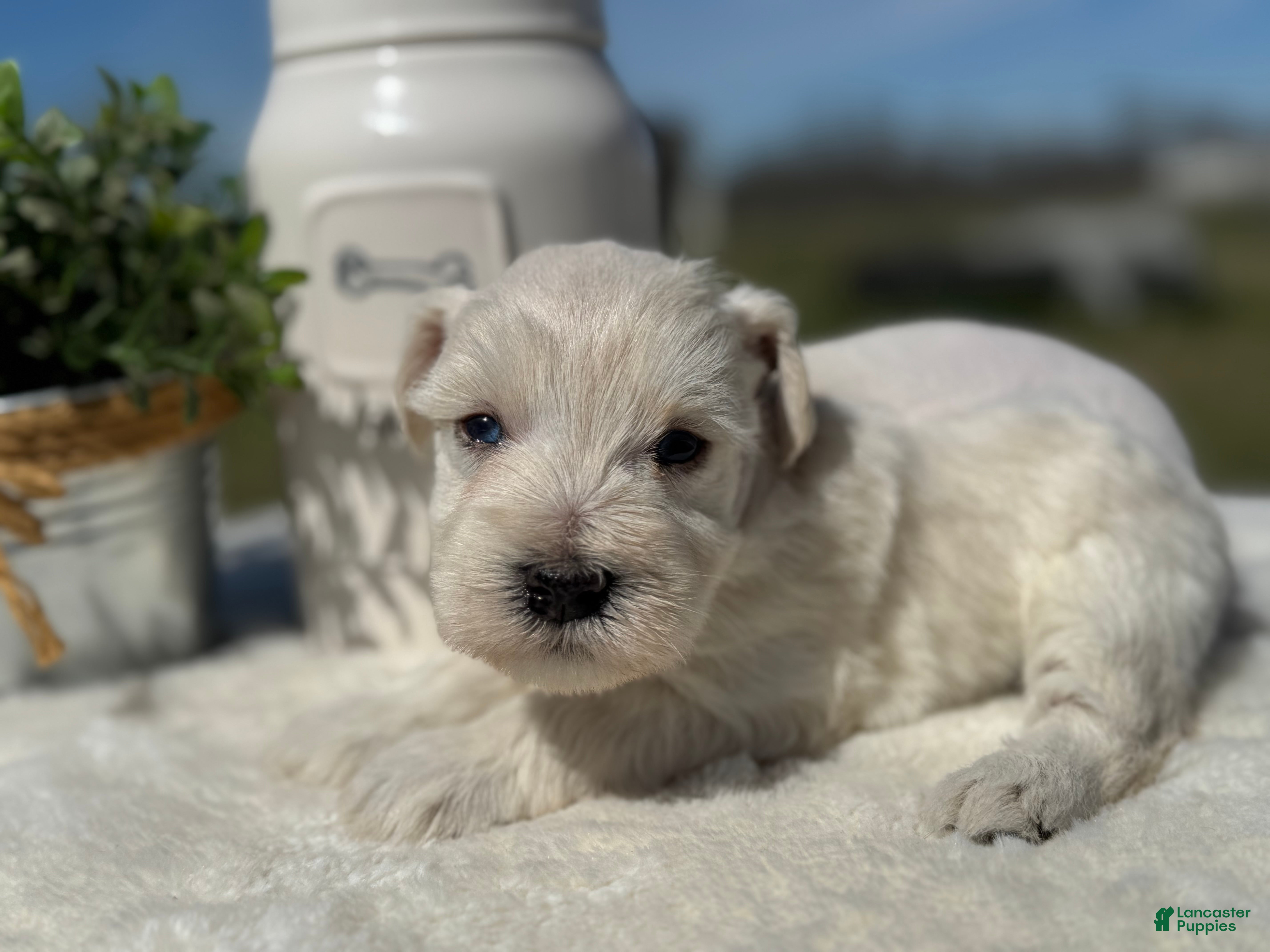 Miniature Schnauzer dogs Mr. Frost - Ad 2