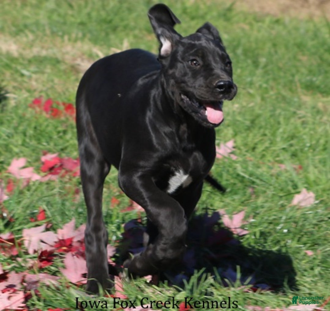 Great Dane dogs for sale: Great Dane Puppy 4 - Ad 6