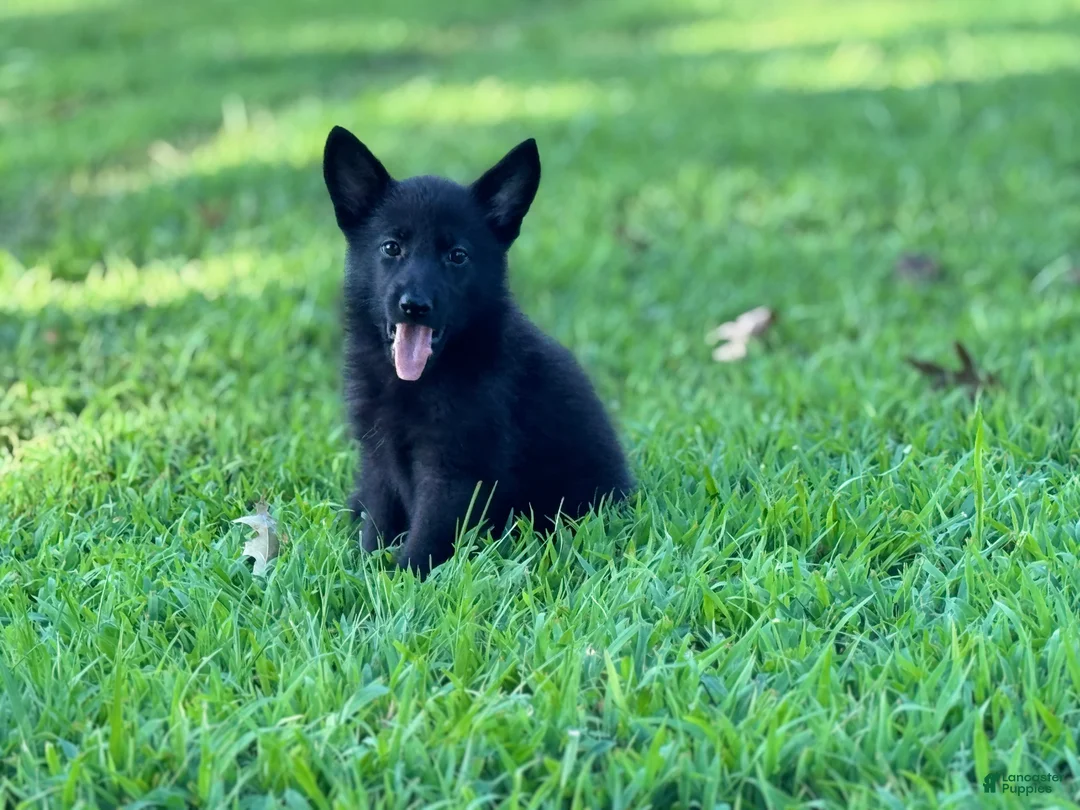 German Shepherd dogs for sale: Shadow - Ad 2